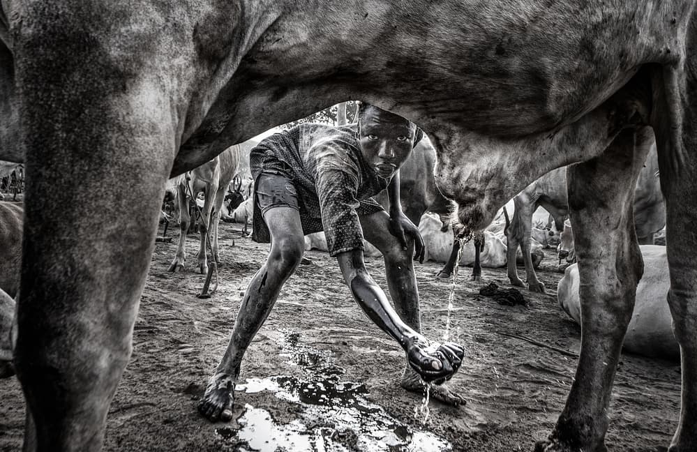 African Boy Milking Cow by Joxe Inazio Kuesta Garmendia — canvas wall art