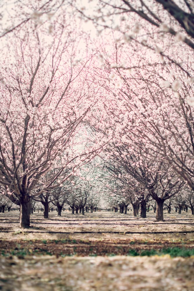 Pink Blossom Avenue by Tim Mossholder — canvas wall art