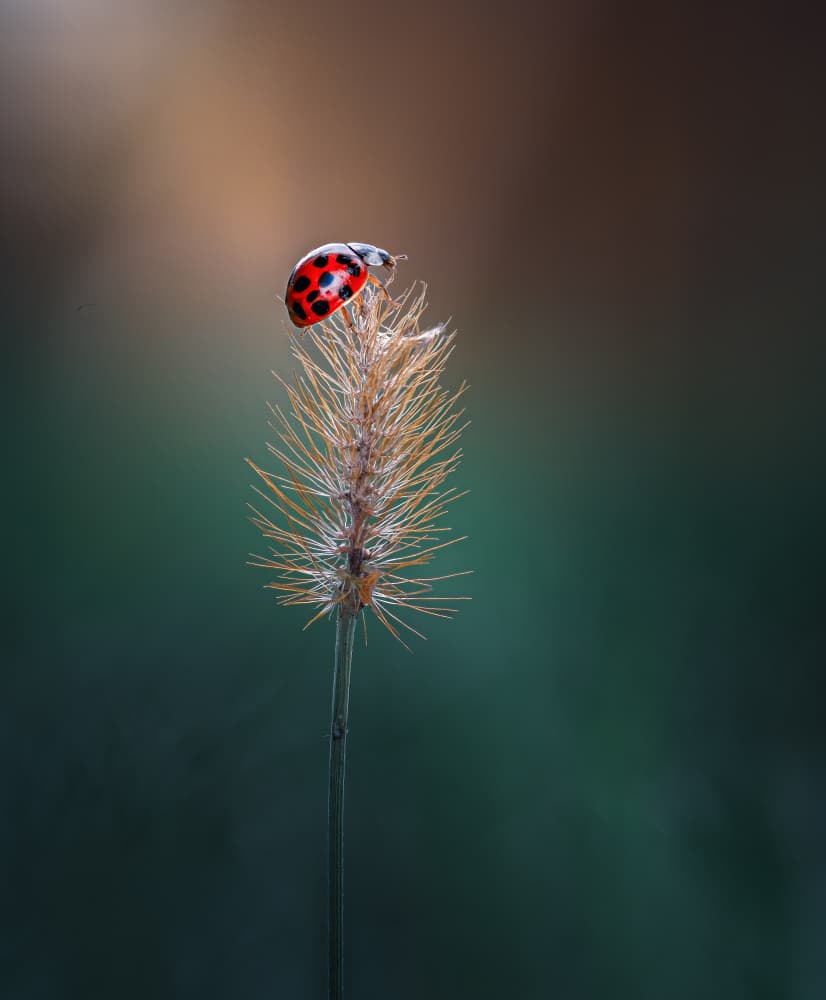 Red Ladybug Perched by Atul Saluja — canvas wall art