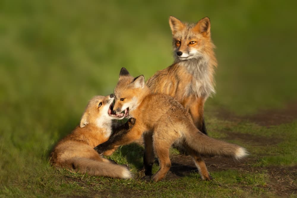 Fox Family Playtime by Leah Xu — canvas wall art