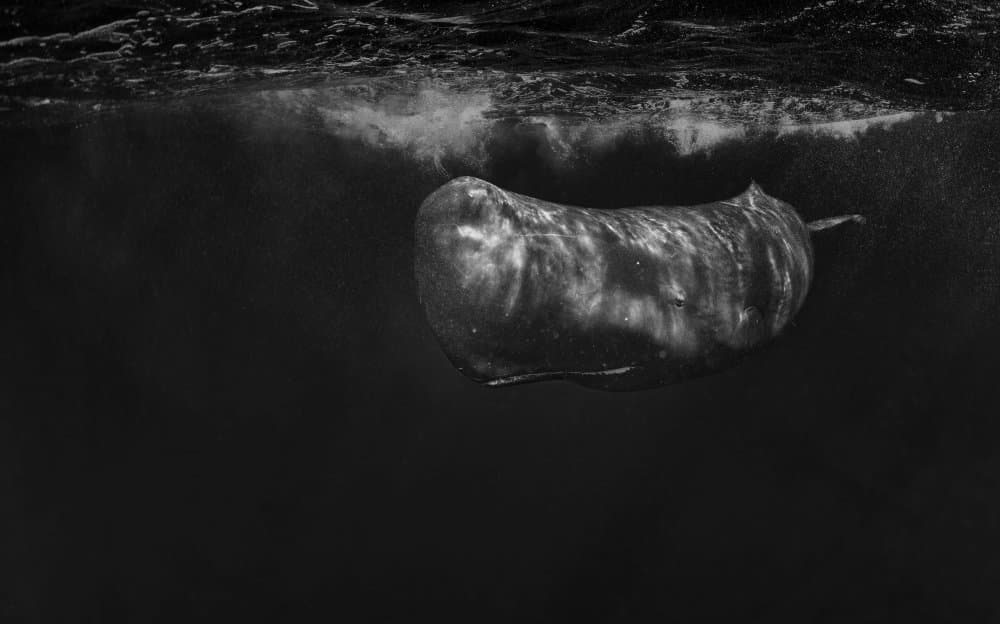 Sperm Whale Deep Waters by Jennifer Lu — canvas wall art