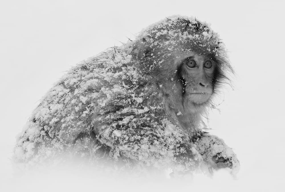 Snow Monkey Gaze by C.S. Tjandra — canvas wall art