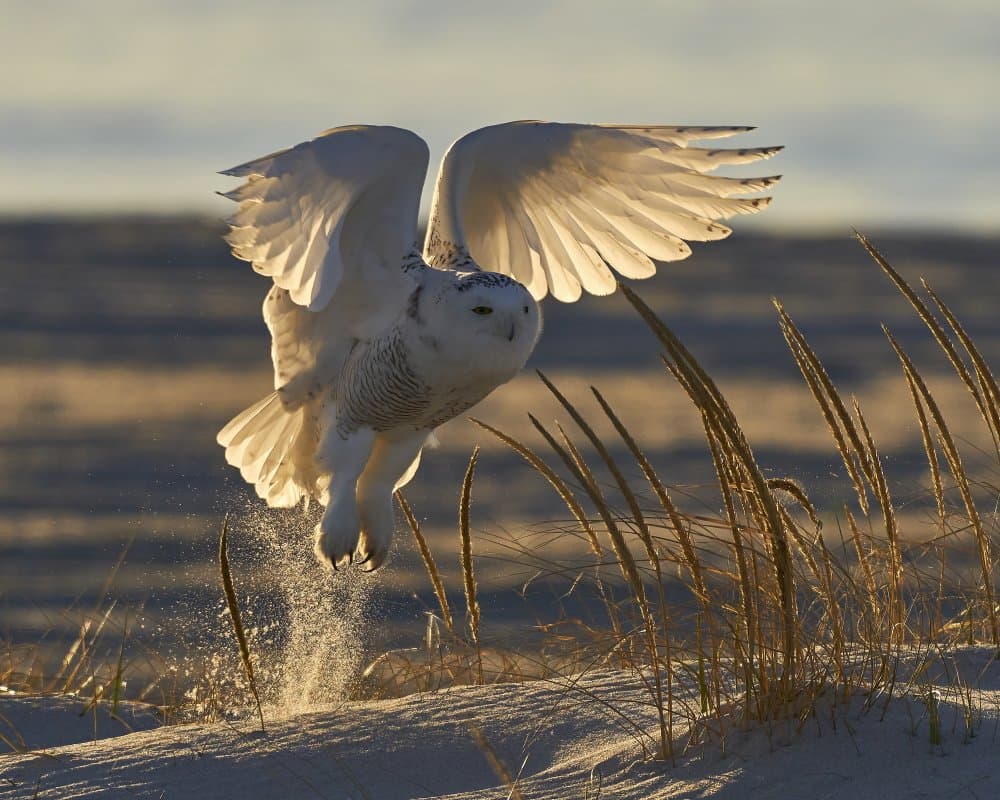Fly at morning light. by Johnny Chen — canvas wall art
