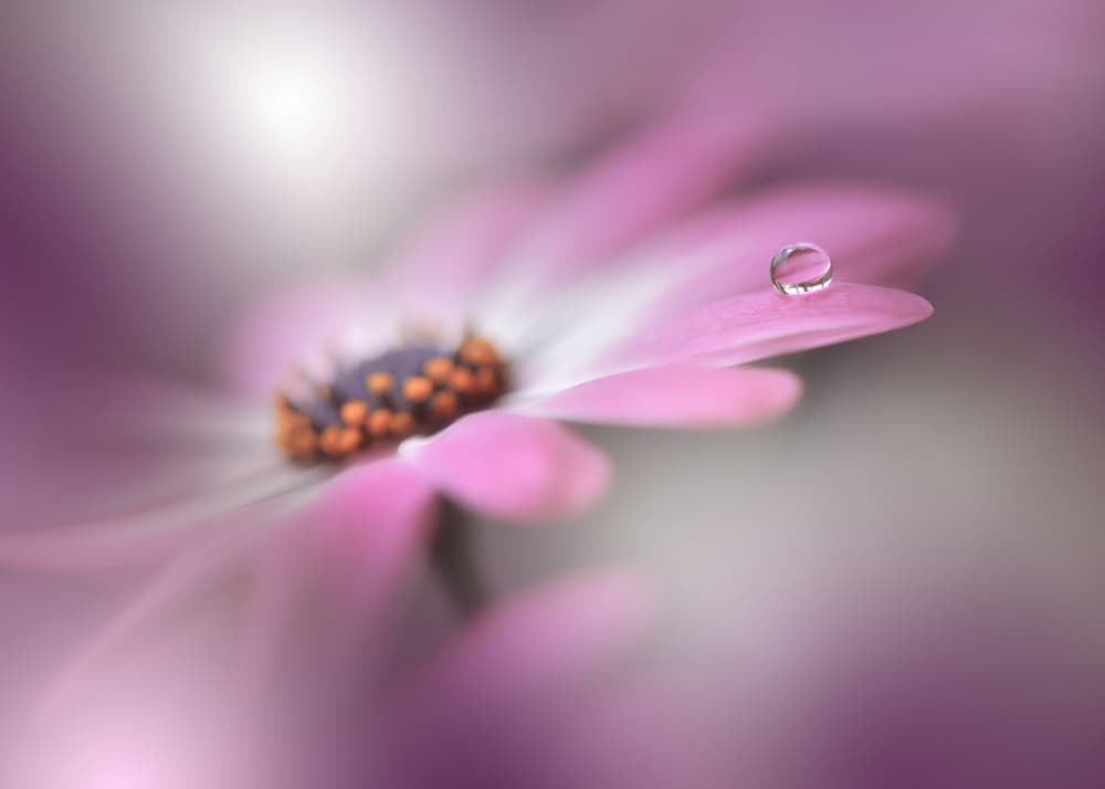 Pink Petal Droplet by Juliana Nan — canvas wall art