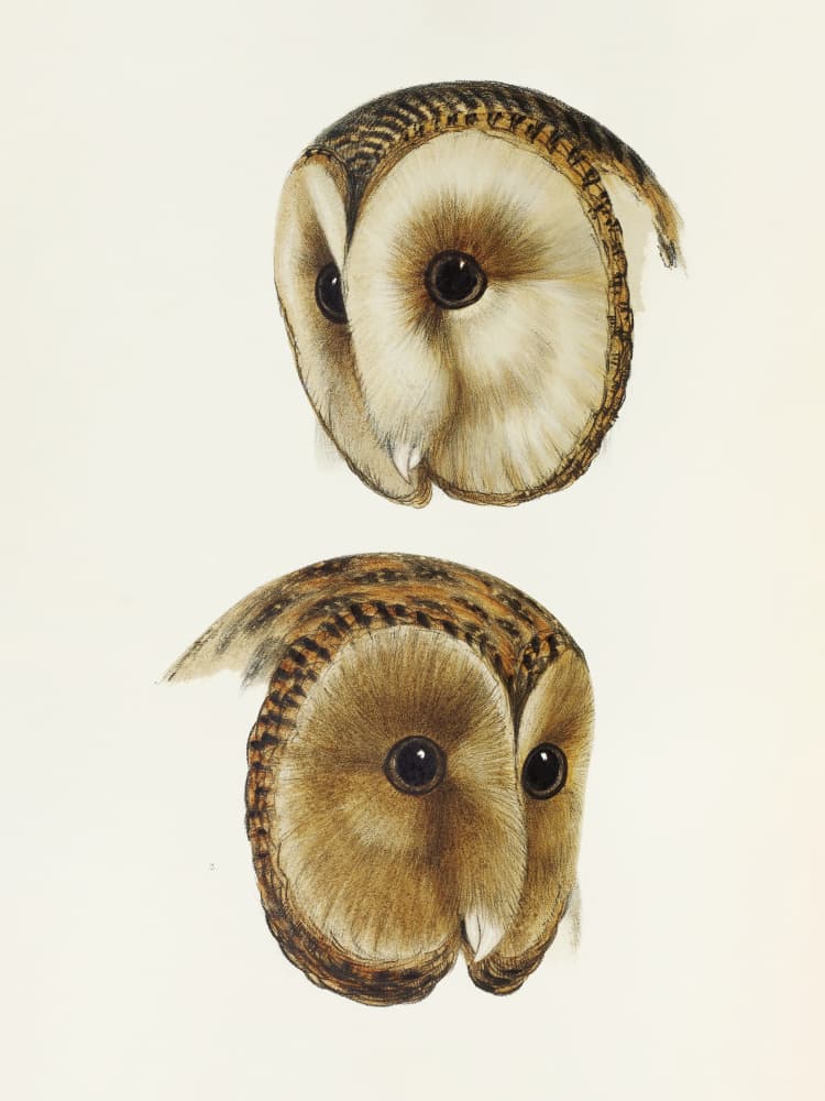 Masked Barn Owl by Elizabeth and John Gould — canvas wall art