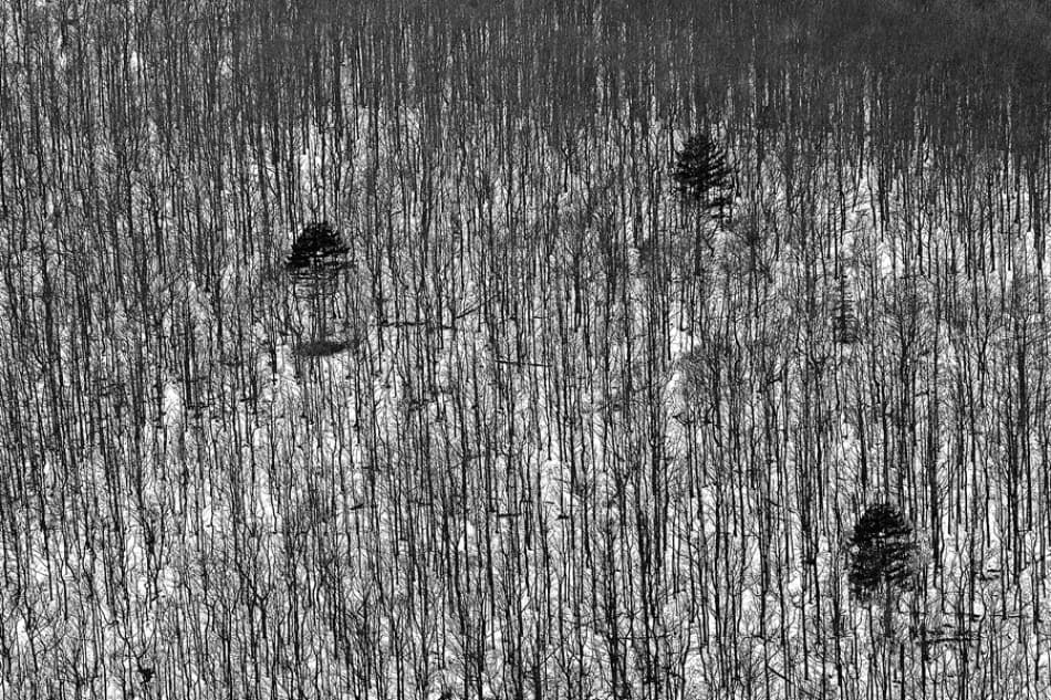 Winter Forest Landscape by Jure Kravanja — canvas wall art