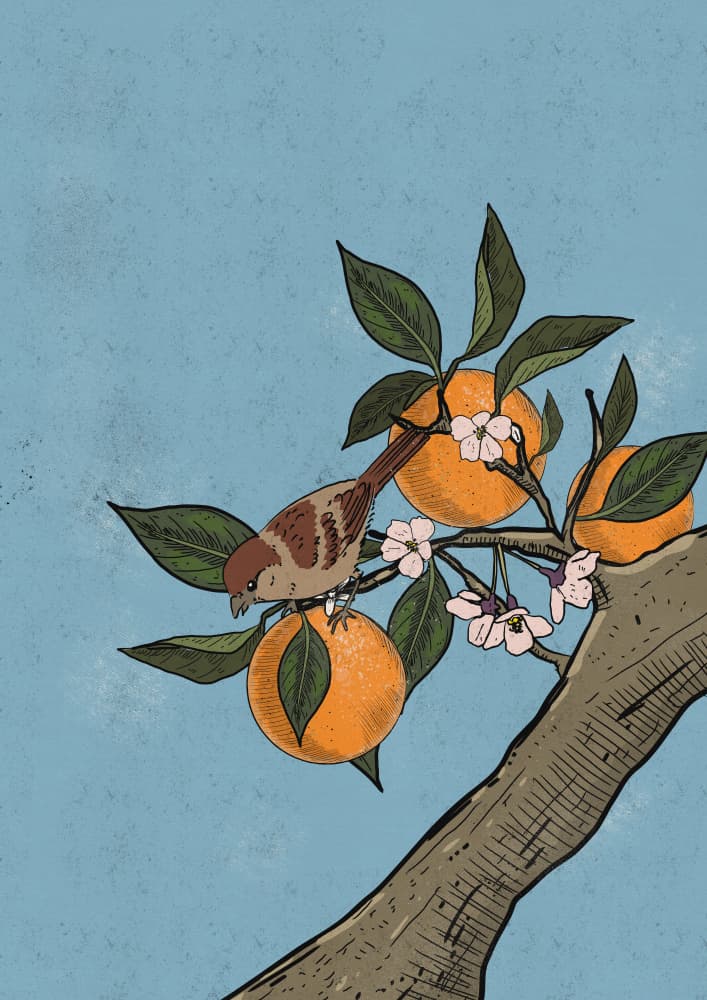 Japanese Orange Tree Bird by Nicholas — canvas wall art