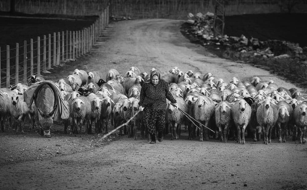 Shepherdess Leads Her Flock by Yavuz Pancareken — canvas wall art
