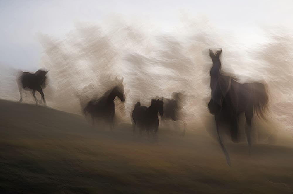 Wild Horses in Motion by Milan Malovrh — canvas wall art