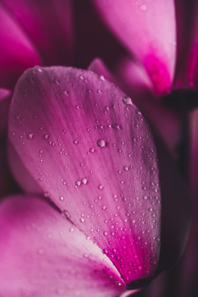 Fuchsia Petal Dew by Javier Pardina — canvas wall art