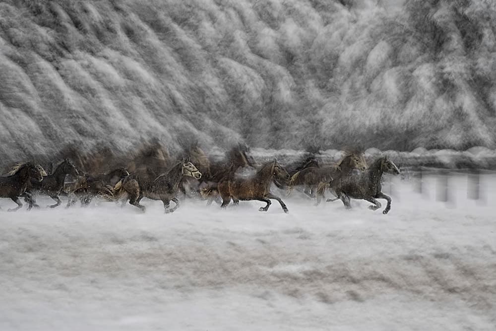 Galloping Horses Winter Motion by Milan Malovrh — canvas wall art