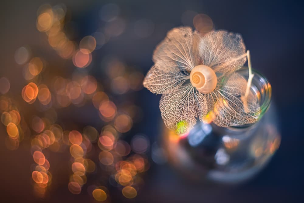 Delicate Leaf Skeleton Snail by Shihya Kowatari — canvas wall art