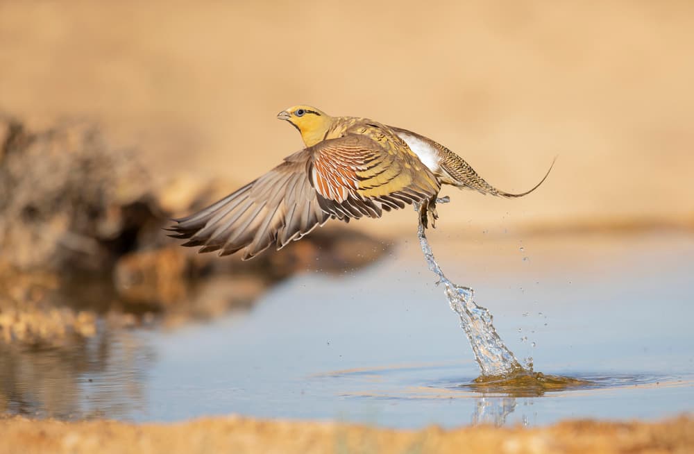 Golden Bird Takes Flight by Shlomo Waldmann — canvas wall art