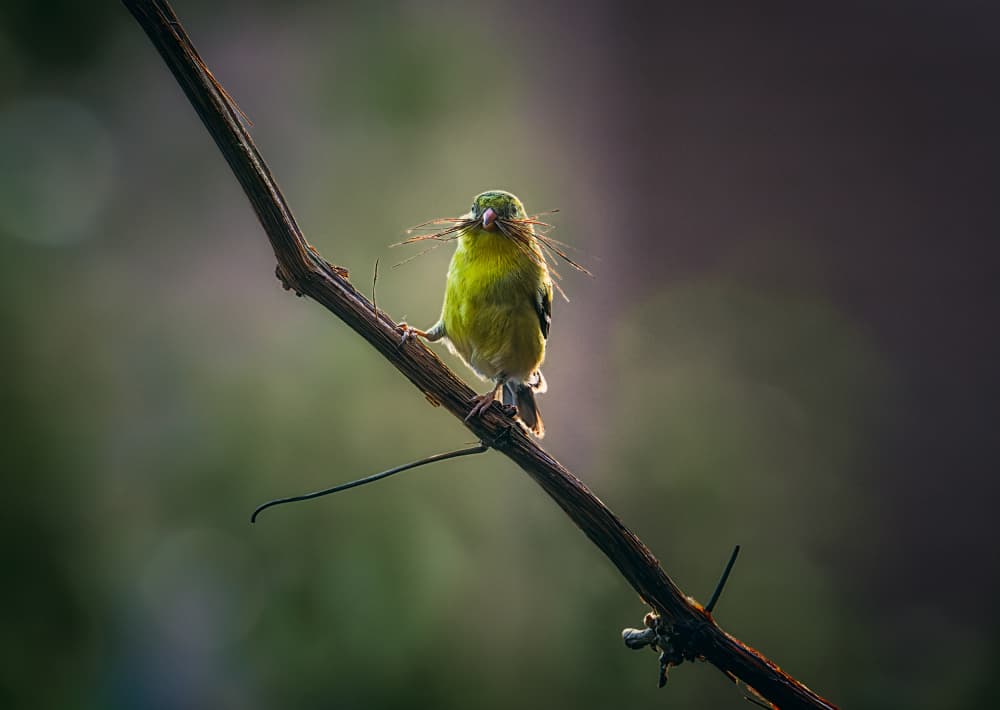 Nesting Green Bird by Ben.C.L — canvas wall art