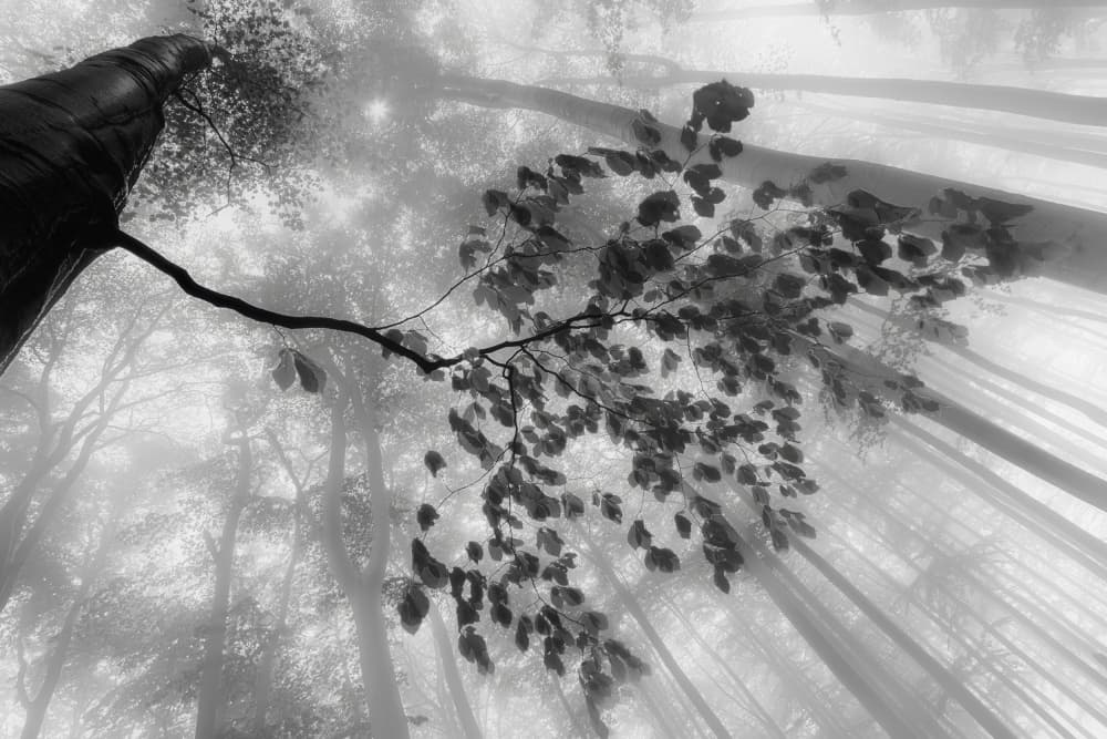 Misty Forest Canopy by Tom Pavlasek — canvas wall art