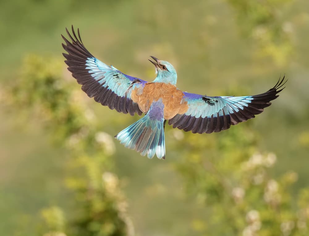 Vibrant Roller in Flight by Judy Tseng — canvas wall art