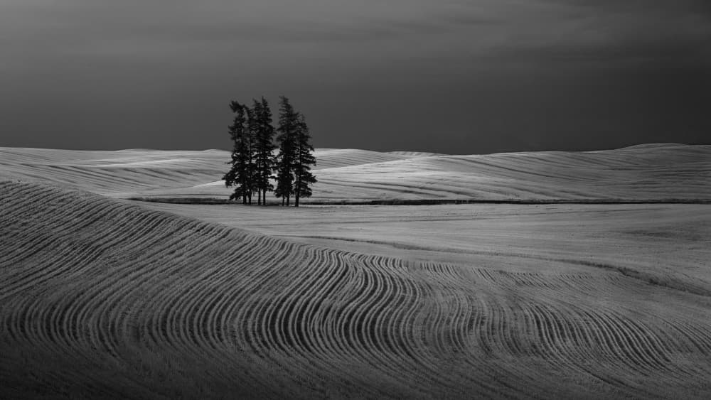 Rolling Fields Lone Trees by Leah Xu — canvas wall art
