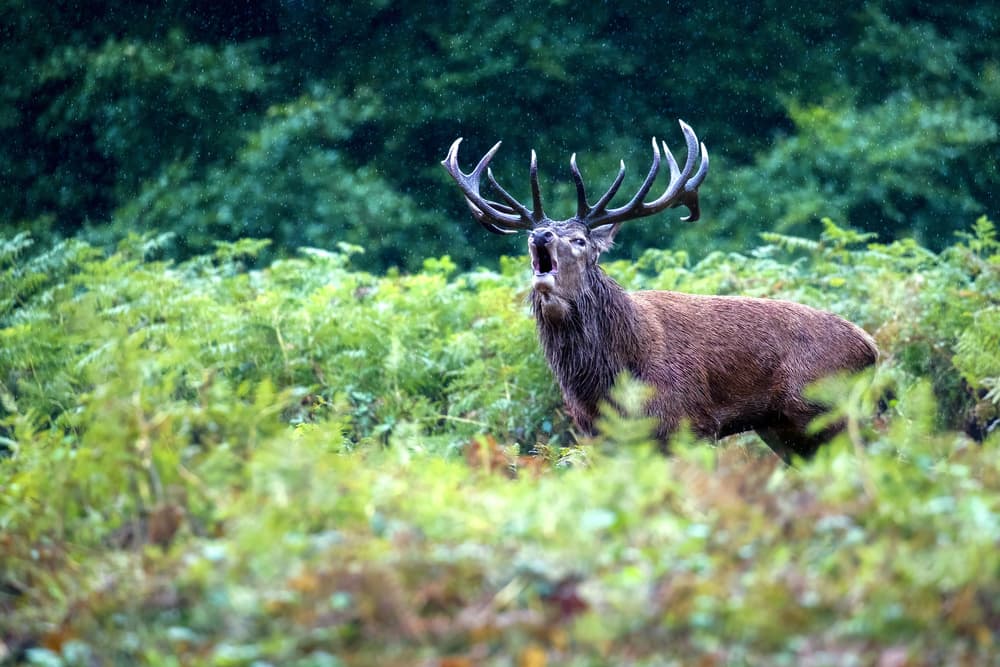 Powerful Stag Roaring by Marco Redaelli — canvas wall art