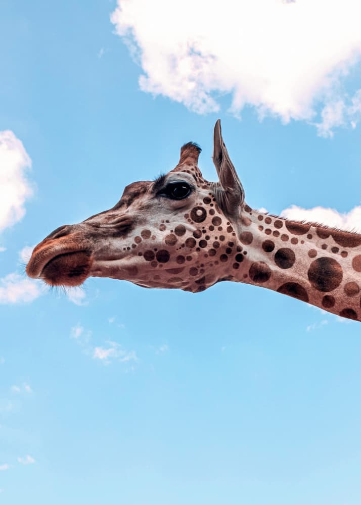 Sky High Giraffe by Ariz Rab — canvas wall art