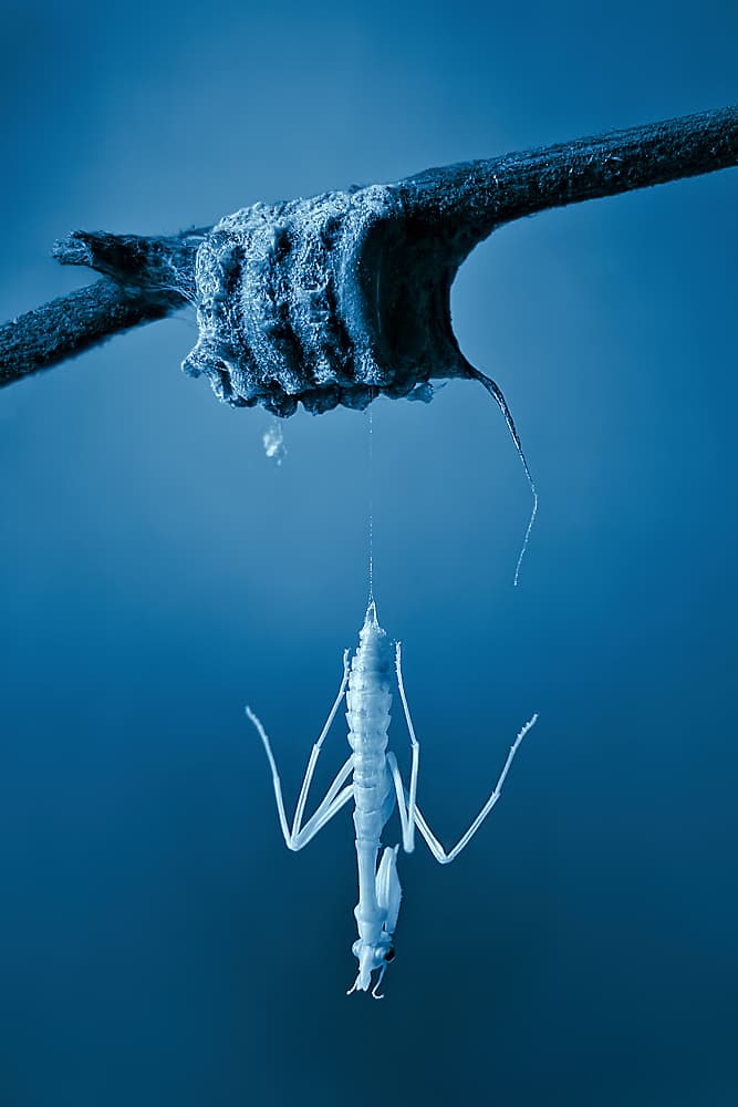 Blue Mantis Molting by Jimmy Hoffman — canvas wall art