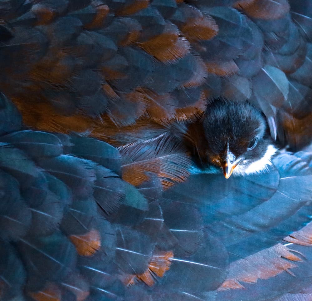 Protected Baby Chick by Robin Wechsler — canvas wall art
