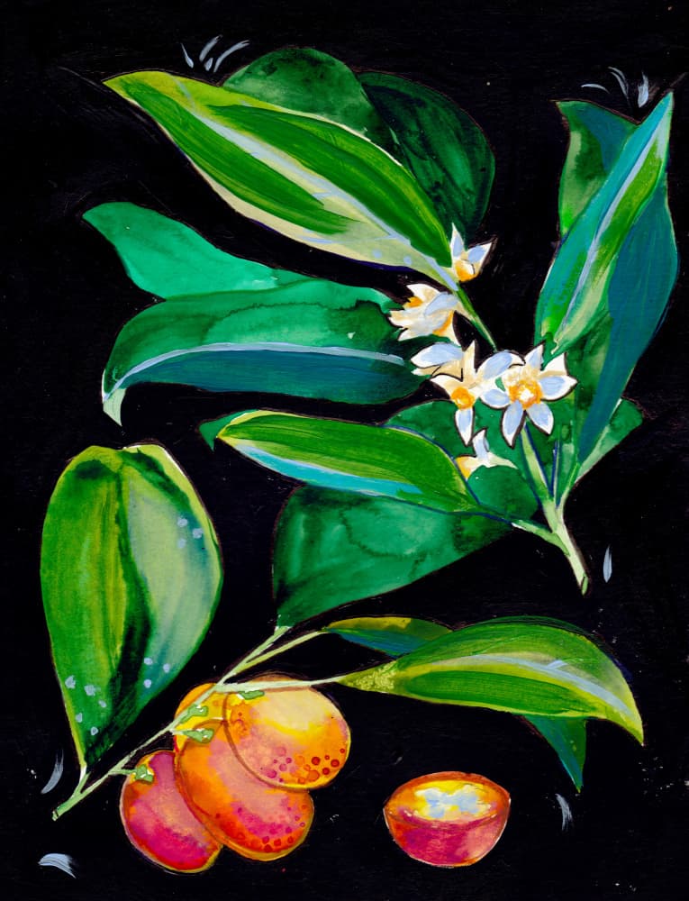 Orange Fruit And Blossoms by Christine Lindstrom — canvas wall art