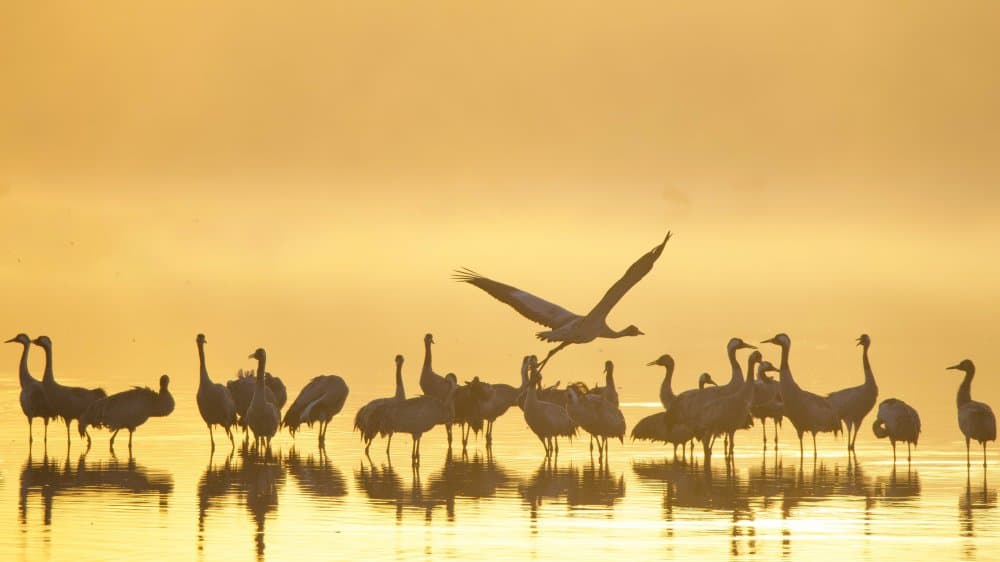 Golden Cranes Sunrise by David Manusevich — canvas wall art