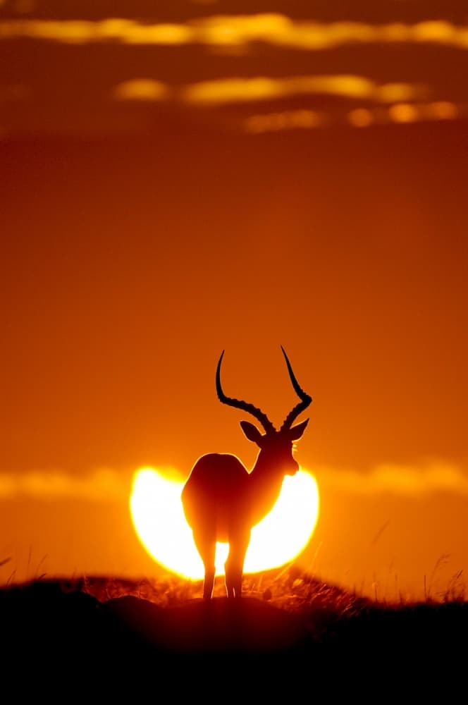 Impala Sunset Silhouette by Muriel Vekemans — canvas wall art