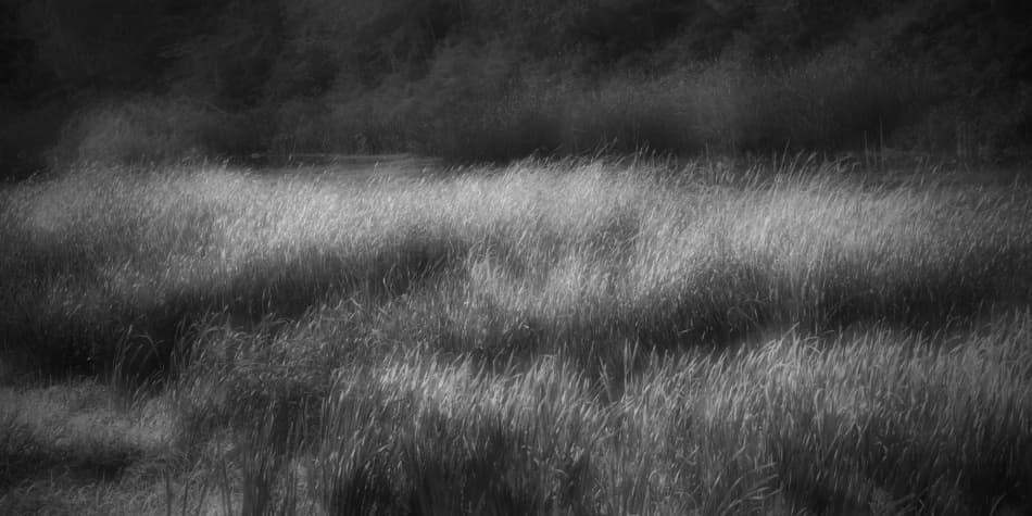 Swaying Marsh Grass by Codrin Lupei — canvas wall art