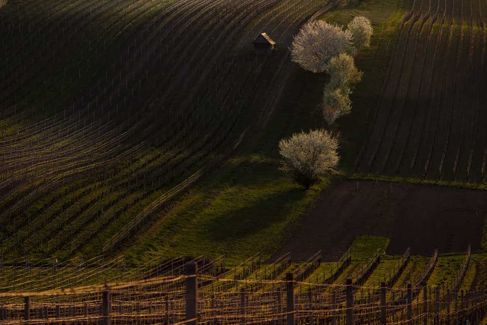 Blooming Vineyard Landscape by Clas Gustafson PRO — canvas wall art