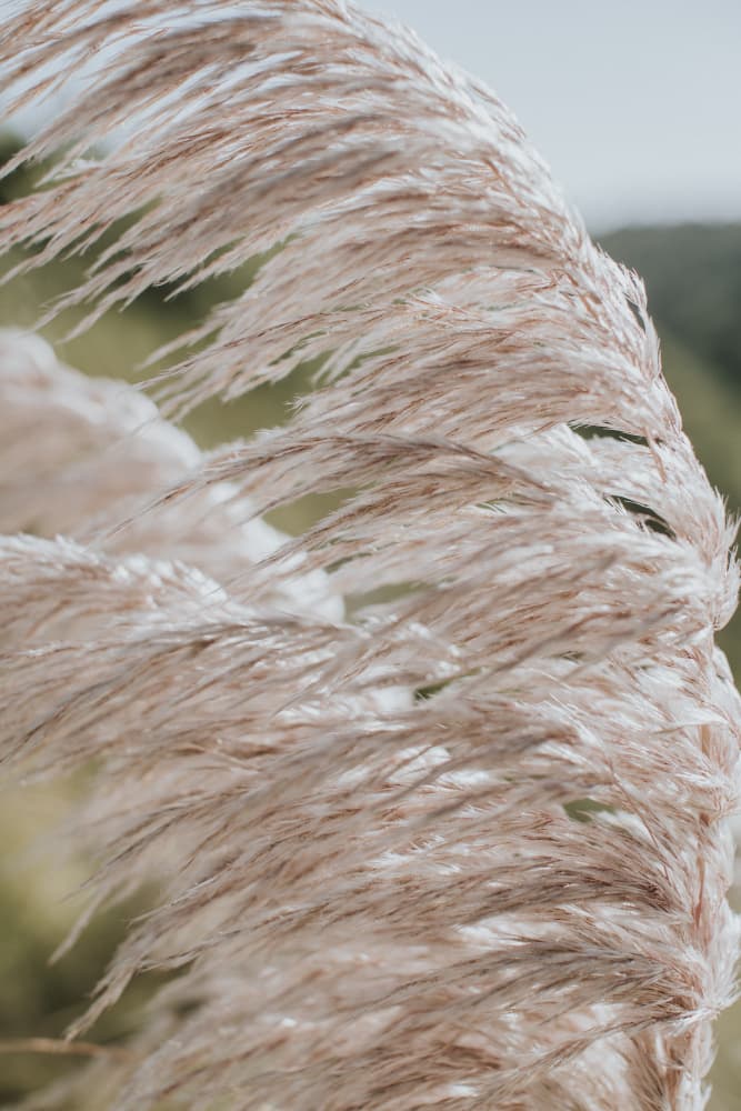 Soft Pampas Plumes by Claudia Casal — canvas wall art