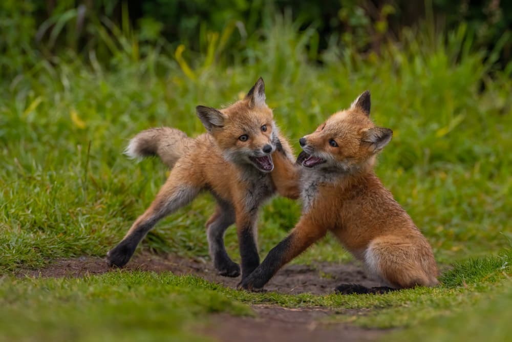 Playful Fox Kits by Johnson Huang — canvas wall art