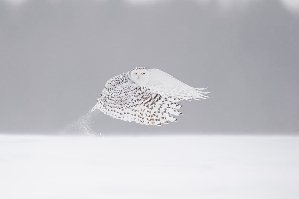 Snowy Owl In Flight by Marco Pozzi — canvas wall art