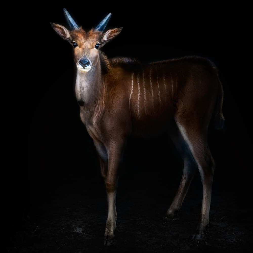 Majestic Antelope Gaze by Santiago Pascual Buye — canvas wall art