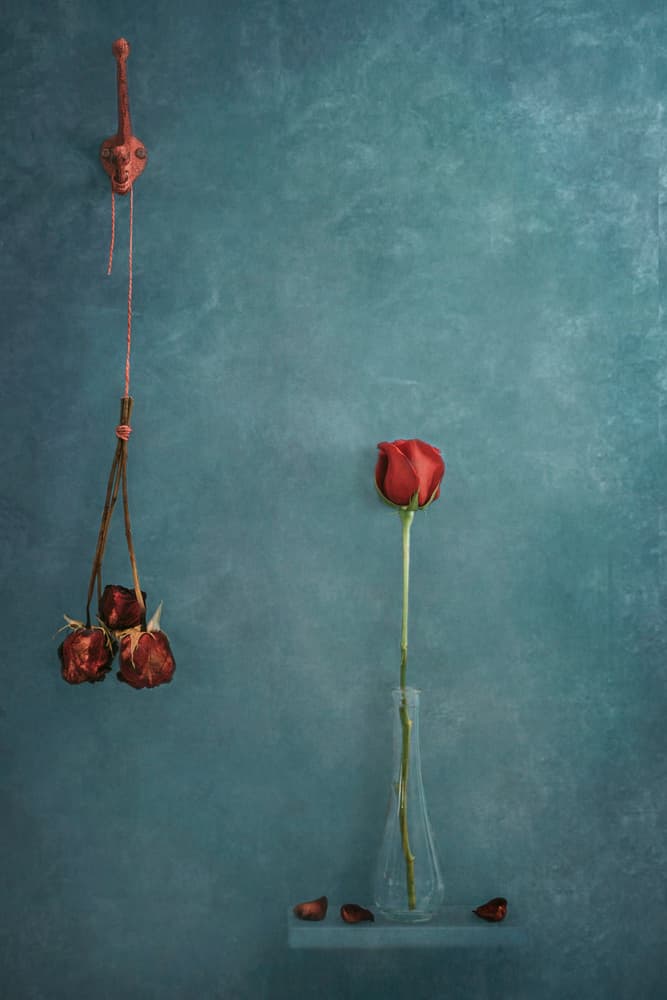 Fresh and Faded Roses by Stephen Clough — canvas wall art