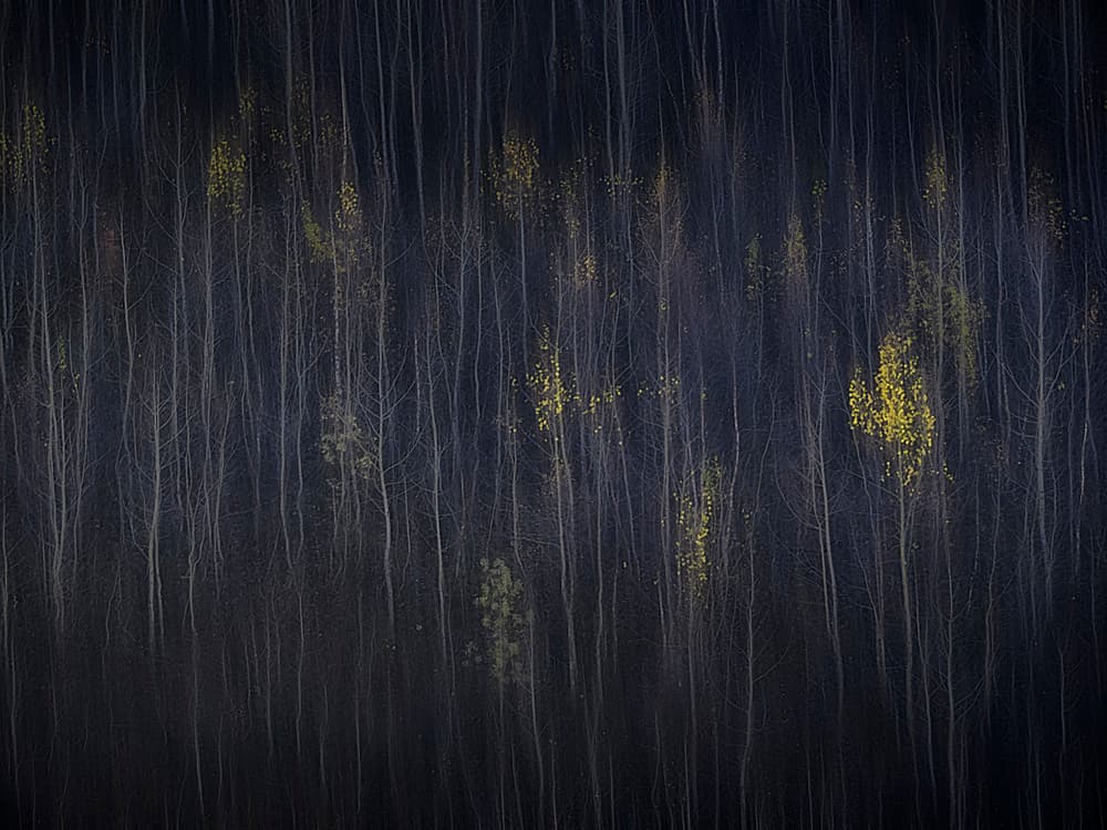 Ethereal Autumn Trees by Mozart Chan — canvas wall art