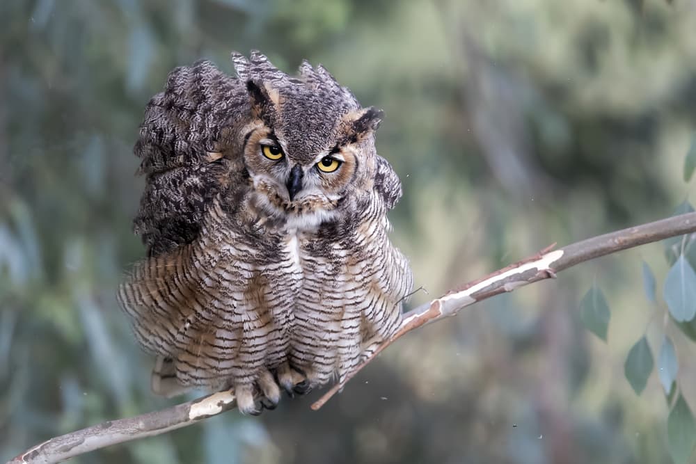 Majestic Great Horned Owl by Phillip Chang — canvas wall art