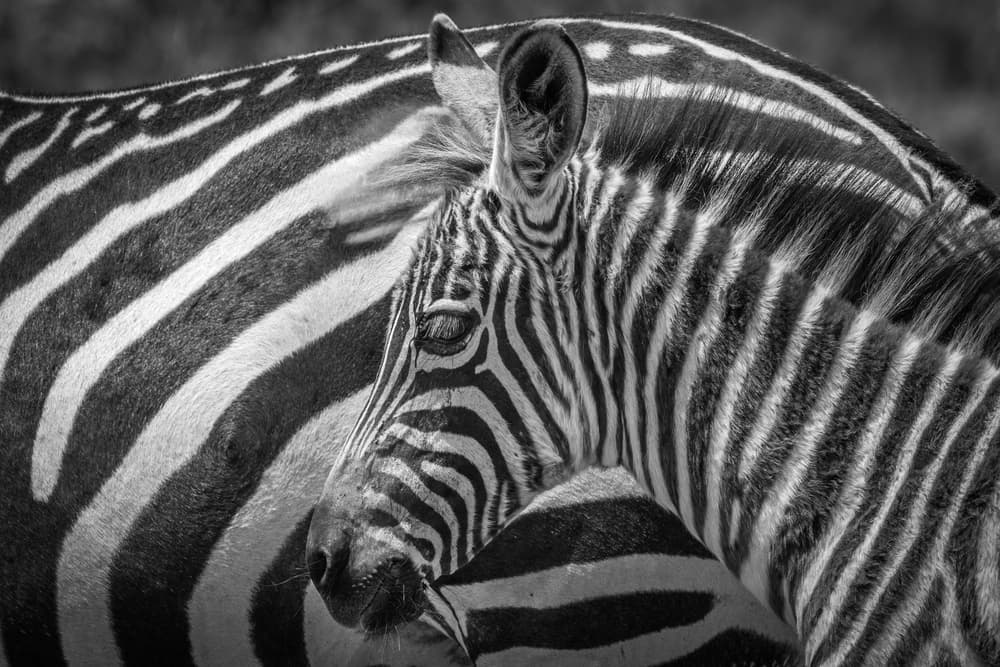 Peaceful Zebras by Jeffrey C. Sink — canvas wall art