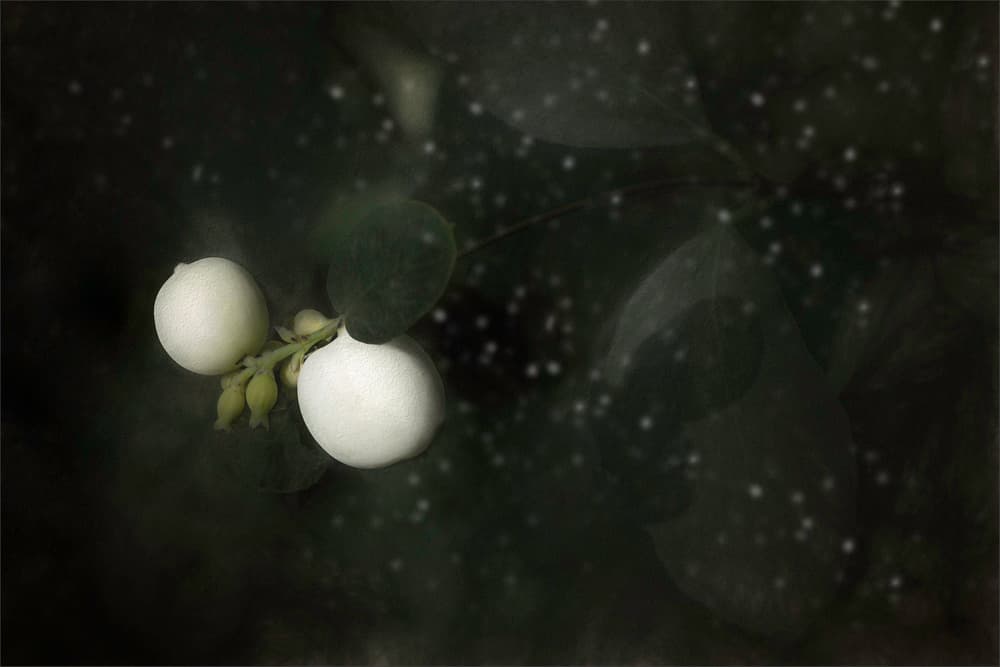 Snow Berries Glow by Gilbert Claes — canvas wall art