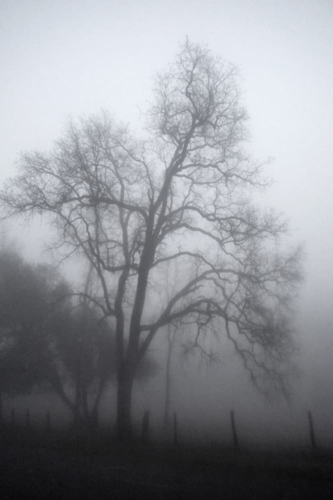 Mysterious Foggy Tree by Gemma Bardot — canvas wall art