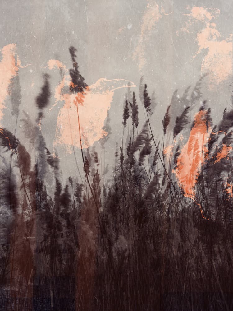Swaying Reeds Orange Glow by Imaginative — canvas wall art