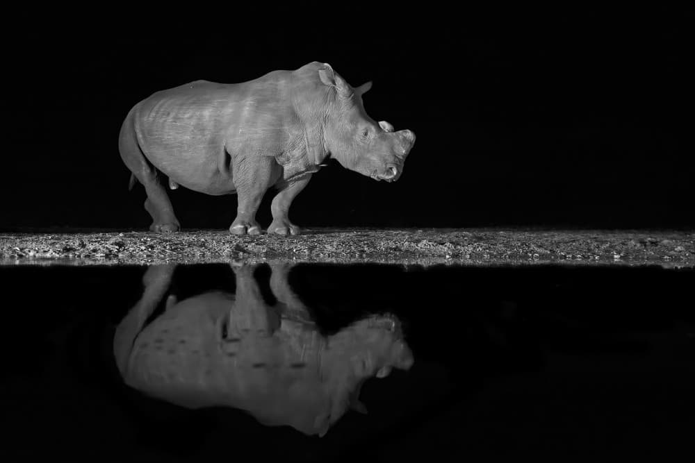 Night Rhino Reflection by Marco Pozzi — canvas wall art