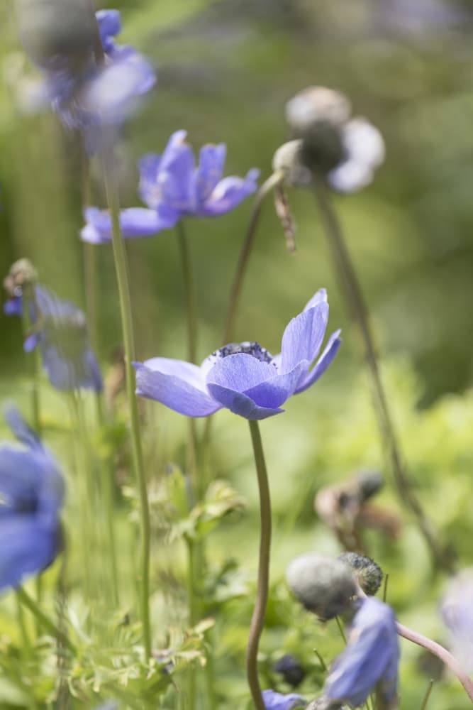 Dreamy Blue Flowers by Lynann Colligan — canvas wall art