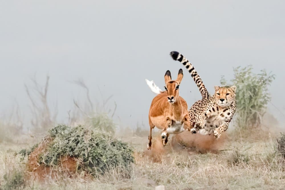 Cheetah Impala Chase by MIN LI — canvas wall art