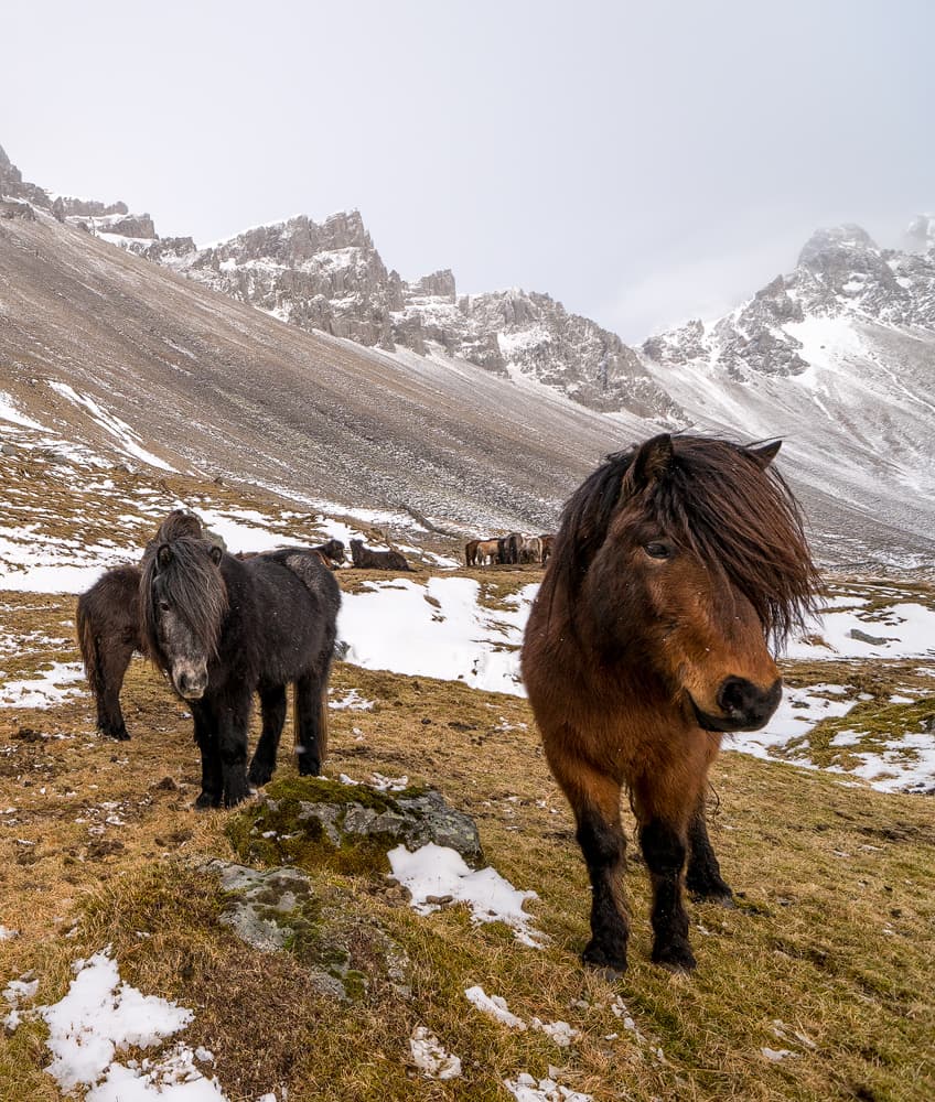 Wild Icelandic Horses by Karsten Wrobel — canvas wall art