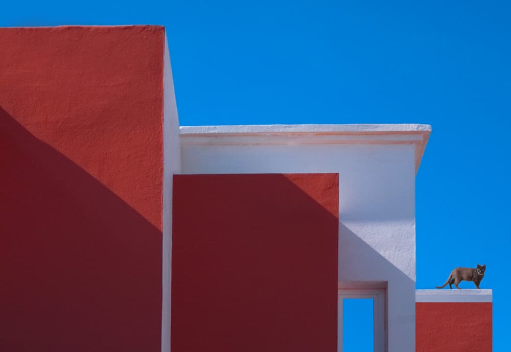 Cat on the roof by Erik Engström — canvas wall art