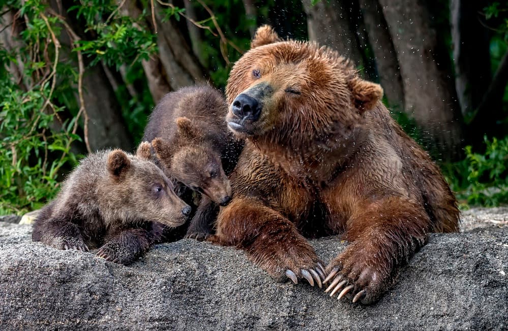 Grizzly Bear Family Resting by Giuseppe DAmico — canvas wall art