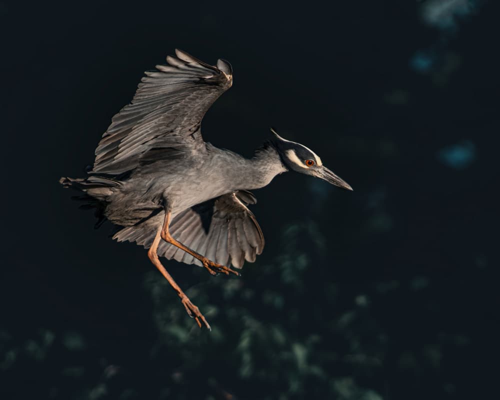 Yellow-crowned Heron In Flight by Rob Li — canvas wall art