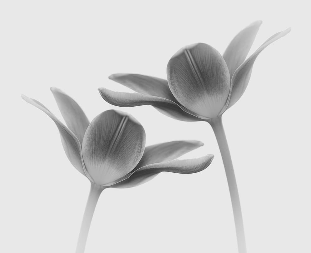 Elegant Monochrome Tulips by Lotte Grønkjær — canvas wall art