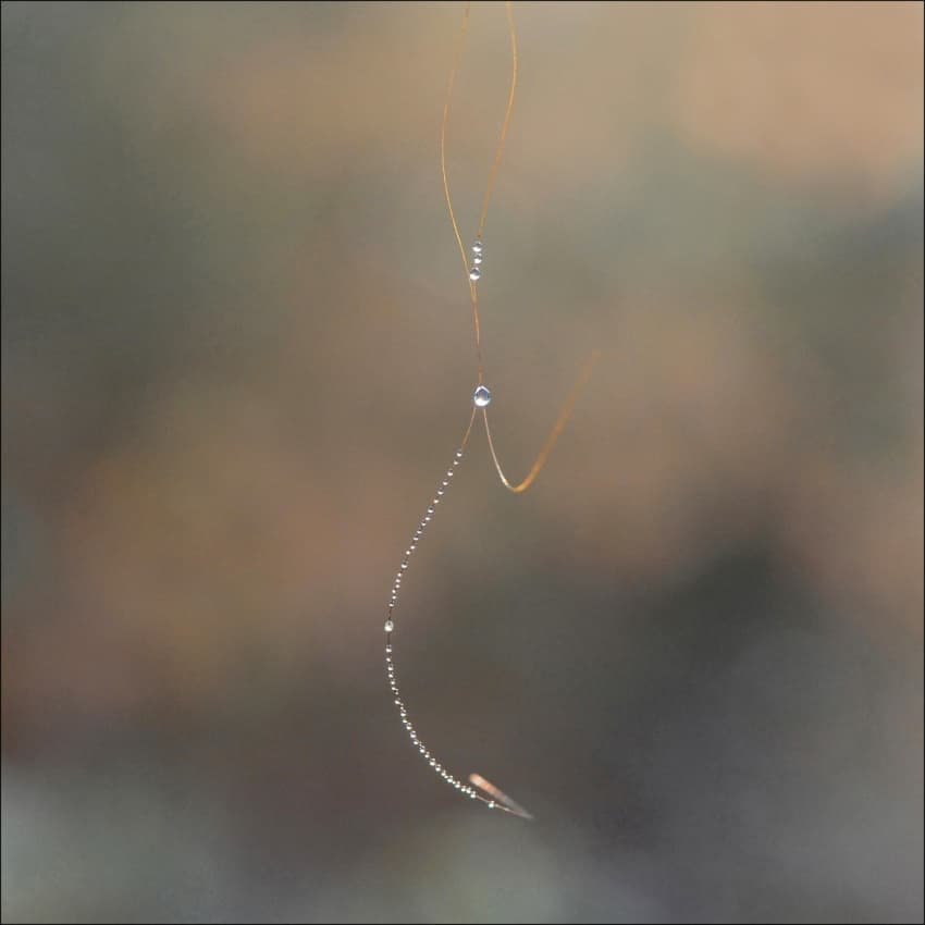 Morning Dew Drops by Huib Limberg — canvas wall art